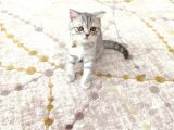 Yavru British Shorthair