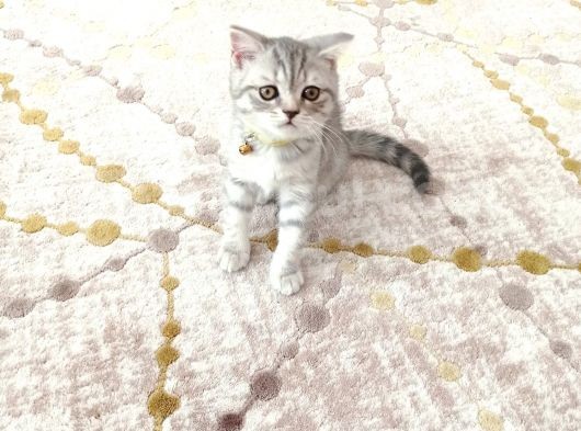Yavru British Shorthair görsel