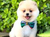 Sevimli Pomeranian