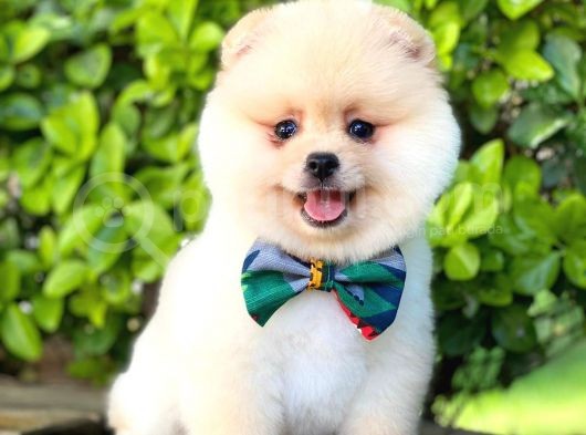 Sevimli Pomeranian görsel