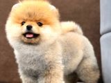 Mükemmel Güzellikte Pomeranian Boo Kızımız