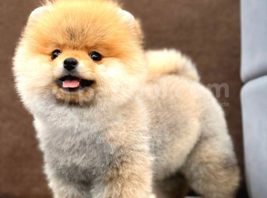Mükemmel Güzellikte Pomeranian Boo Kızımız