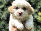 Özel Üretim Party Color Maltipoo