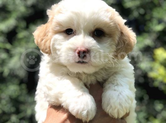 Özel Üretim Party Color Maltipoo görsel