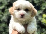 Özel Üretim Party Color Maltipoo