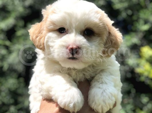 Özel Üretim Party Color Maltipoo görsel