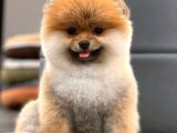 Teddy Bear Pomeranian Boo Yavrular