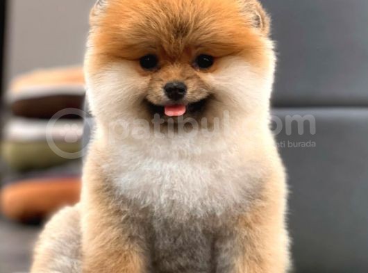 Teddy Bear Pomeranian Boo Yavrular görsel