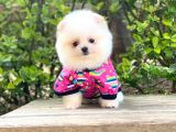 Yavru Pomeranian