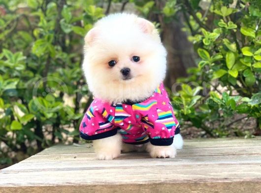 Yavru Pomeranian