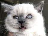 British Shorthair Bue Point Erkek Yavru