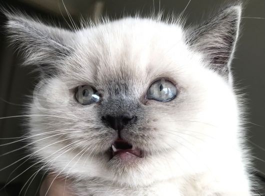 British Shorthair Bue Point Erkek Yavru görsel
