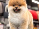 Teddy Bear Pomeranian Boo Yavrular