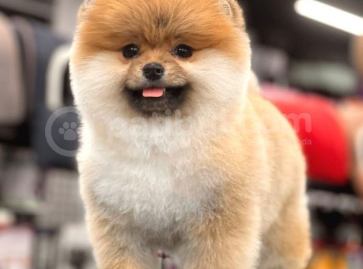 Teddy Bear Pomeranian Boo Yavrular görsel