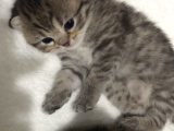 Scottish Fold