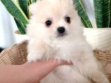 Pomerıanian