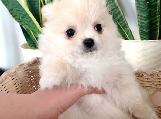Pomerıanian görsel