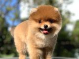 Ayı Surat Garantili Pomeranian Boo Yavrularımız
