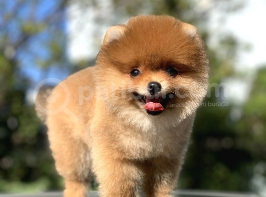 Ayı Surat Garantili Pomeranian Boo Yavrularımız