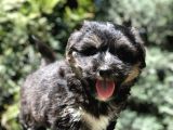Phantom Dizayn Irk Maltipoo Yavrumuz