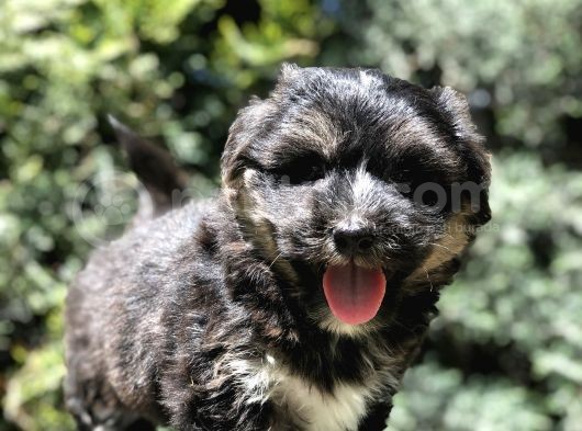 Phantom Dizayn Irk Maltipoo Yavrumuz