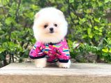Yavru Pomeranian