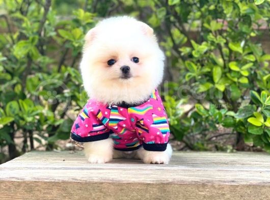 Yavru Pomeranian görsel
