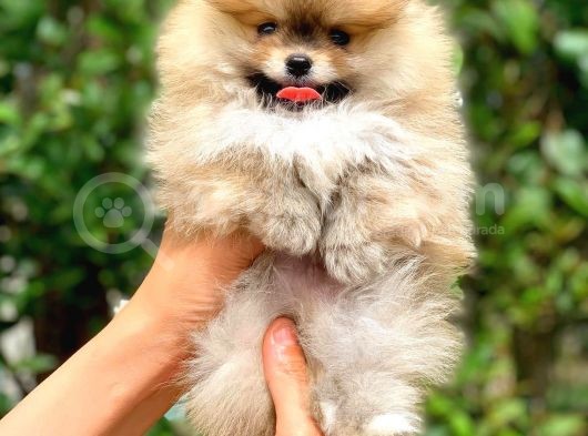 Şov Kalite Ayı Surat Pomeranian Boo görsel