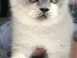 British Shorthair Bue Point Erkek Yavru
