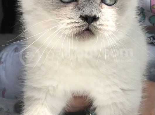 British Shorthair Bue Point Erkek Yavru görsel