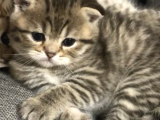 Scottish Fold