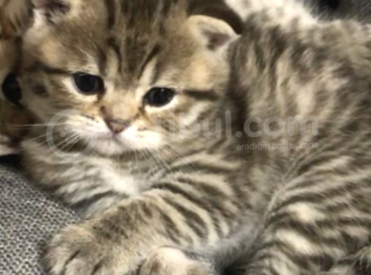 Scottish Fold görsel
