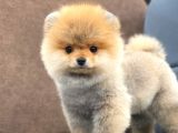Mükemmel Güzellikte Pomeranian Boo Kızımız