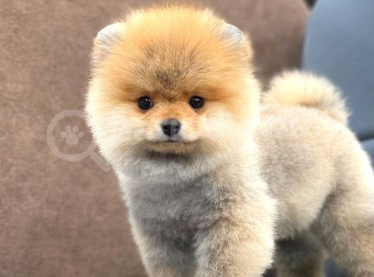 Mükemmel Güzellikte Pomeranian Boo Kızımız görsel