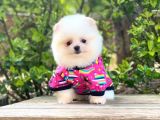 Yavru Pomeranian