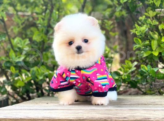Yavru Pomeranian görsel