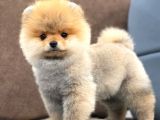 Mükemmel Güzellikte Pomeranian Boo Kızımız