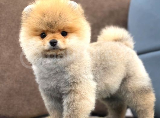 Mükemmel Güzellikte Pomeranian Boo Kızımız görsel