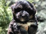 Phantom Dizayn Irk Maltipoo Yavrumuz