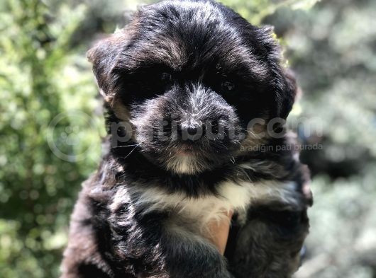 Phantom Dizayn Irk Maltipoo Yavrumuz görsel
