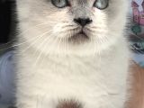British Shorthair Bue Point Erkek Yavru