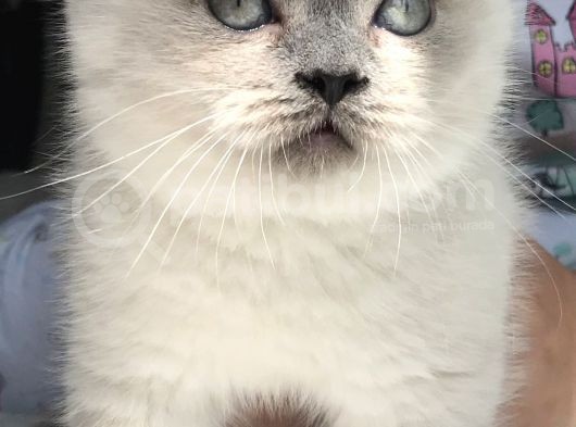 British Shorthair Bue Point Erkek Yavru görsel