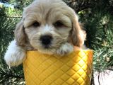 Dizayn Irk Gold Maltipoo Yavrumuz