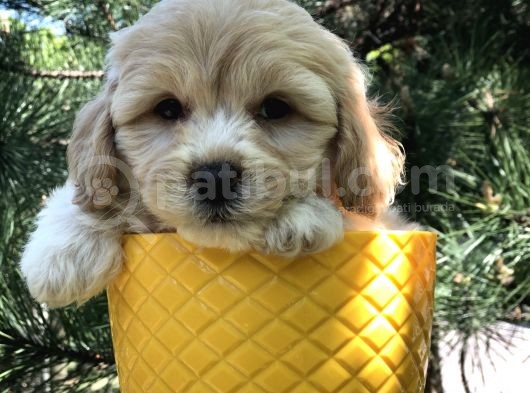 Dizayn Irk Gold Maltipoo Yavrumuz görsel