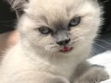 British Shorthair Bue Point Erkek Yavru