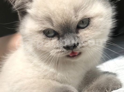 British Shorthair Bue Point Erkek Yavru görsel