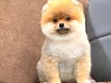 Show Kalite Pomeranian Boo Yavrular