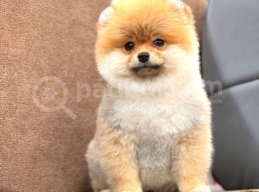 Show Kalite Pomeranian Boo Yavrular görsel