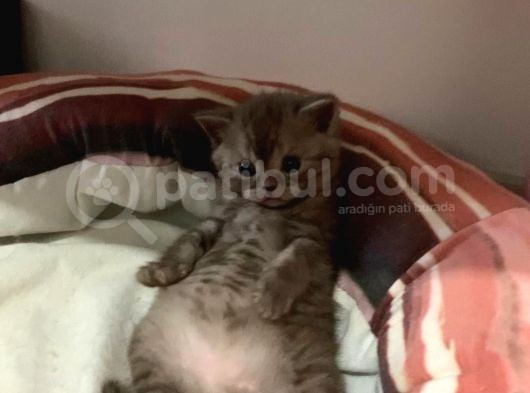 Yakışıklı Oğlumuz görsel