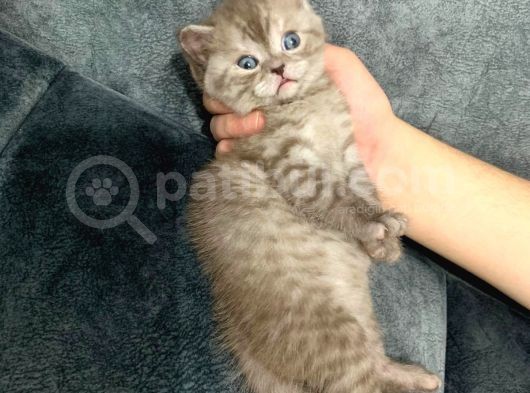 Yakışıklı Oğlumuz görsel